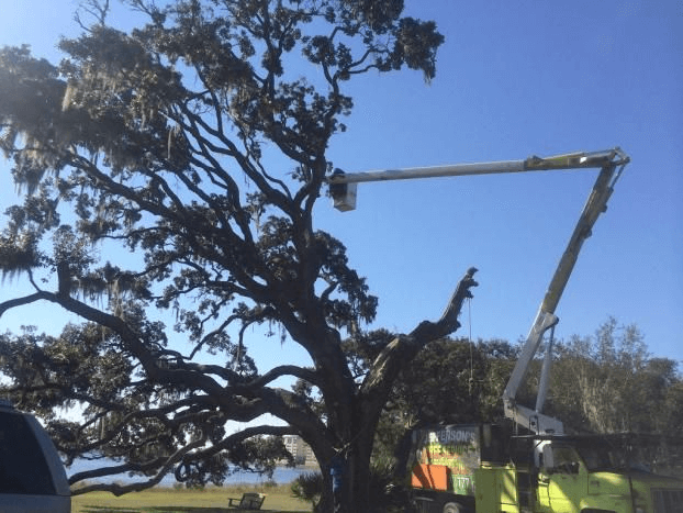 Residential Tree Services