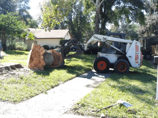 Tree Service