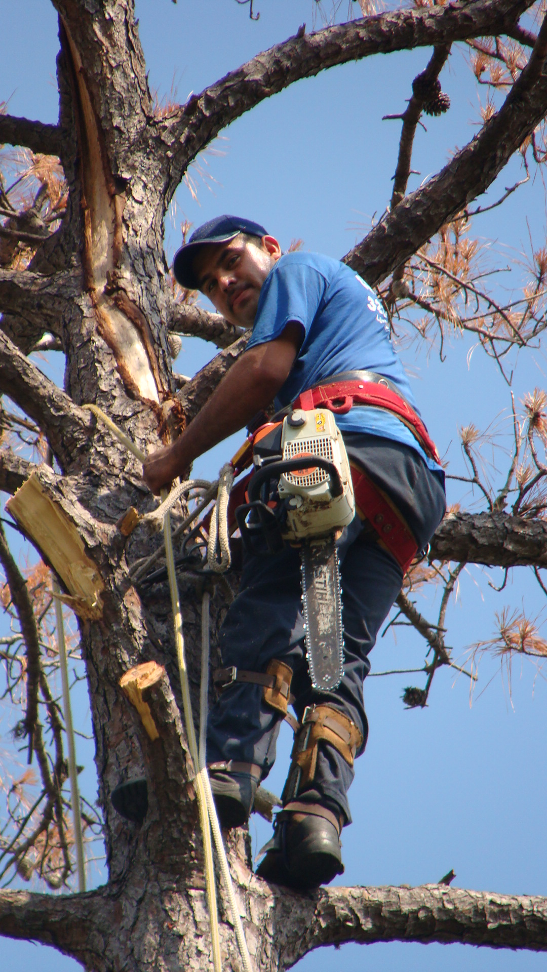 Tree Services