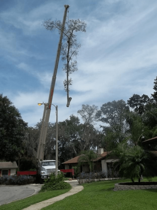 Residential Tree Services