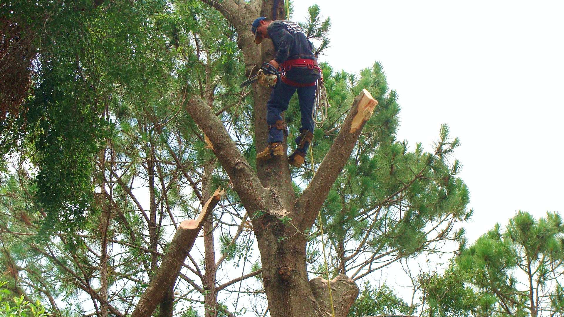 Tree Services