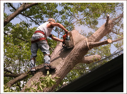 Tree Services