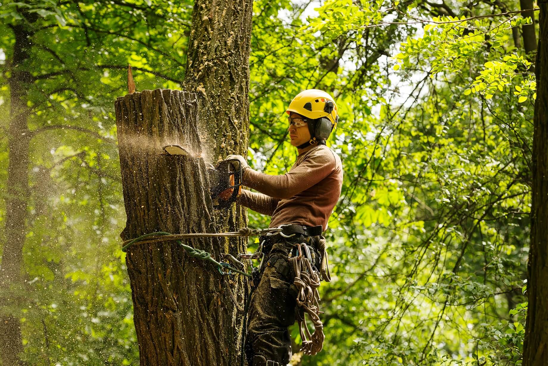 Tree Services